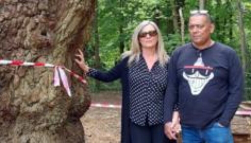 Where the ancient tree felled by Toby Carvery once stood, people are reeling