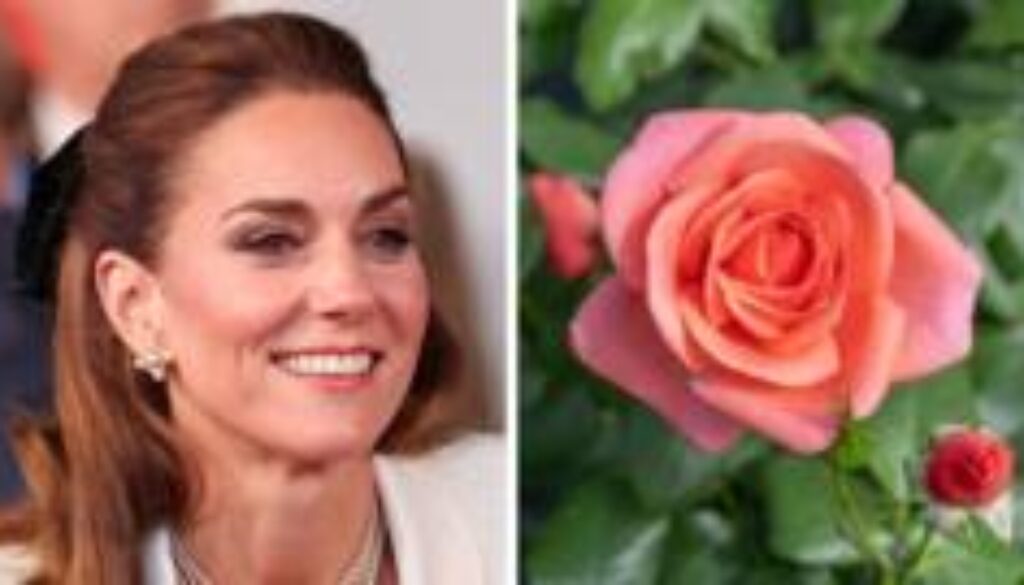 Rose named after Princess of Wales to celebrate 'power of nature'