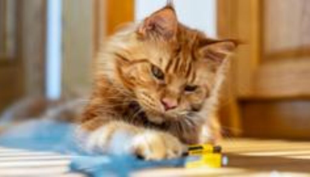 Why are ginger cats ginger? Scientists finally have the answer