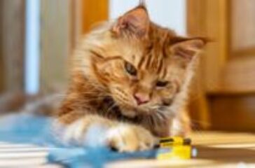 Why are ginger cats ginger? Scientists finally have the answer