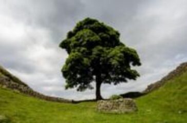 How a park ranger alerted the world to the Sycamore Gap tree's fate